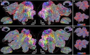 Semantic spaces of the brain.